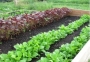 ارزان ترین قیمت بذر سبزی سبزیجات ، انواع بذر سبزیجات برای باغچه و گلخا